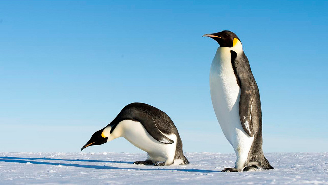 Penguins