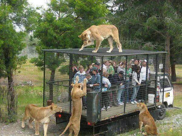 Lion Zoo
